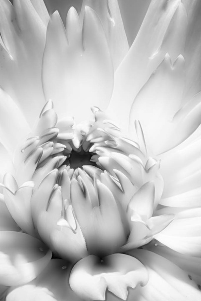 Dália branca, macro retrato monocromático do interior de uma única flor de dália brilhante branca isolada com pétalas que se parecem com unhas ou pintadas com batom, arte morta fantasia floral
 - Foto, Imagem
