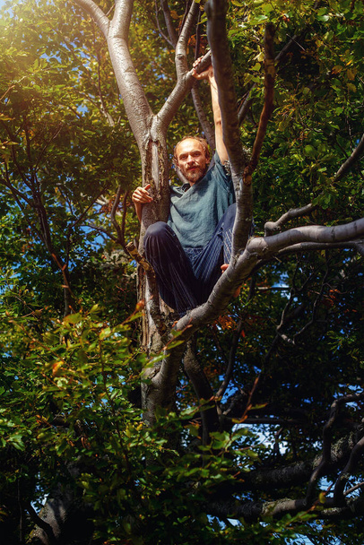 hombre en la corona del árbol viejo, haya vieja
 - Foto, Imagen