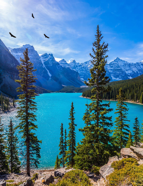  Lake Moraine with emerald water. Flock of mountain eagles spinning in the sunlight. Canadian Rockies, Province of Alberta. The concept of ecological, photographic and active tourism - 写真・画像