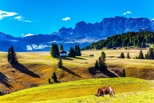 The Dolomites, Italy. Sunny day for photographing and hiking. Magnificent rocky ridge borders a valley Alpe di Siusi. Fat cows graze on grassy hills. The concept of walking, ecological and photo touris - Фото, изображение