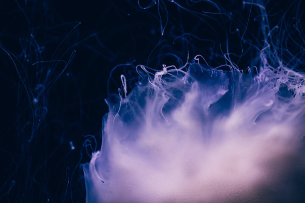 Close-up details of a Ghost jellyfish - Valokuva, kuva