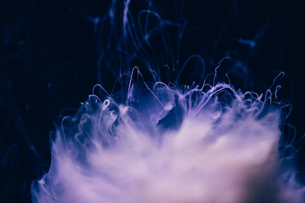 Close-up details of a Ghost jellyfish - Photo, Image