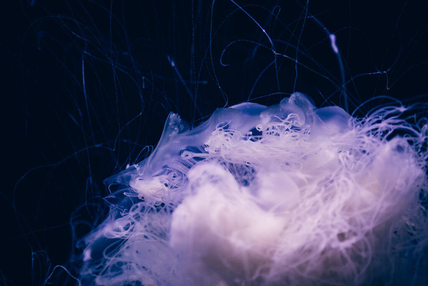 Close-up details of a Ghost jellyfish - Φωτογραφία, εικόνα