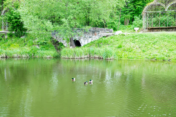 Kolme urosta sinisorsa vihreässä lammikossa vettä vastaan puiden ja kivilouhoksen kanssa
. - Valokuva, kuva