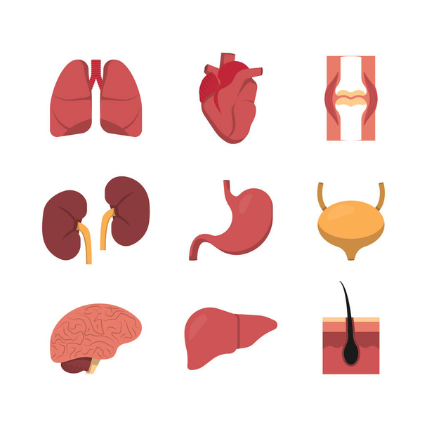 医療デザインのためのフラットアイコン。ヒトの臓器セットベクターコレクション  - ベクター画像