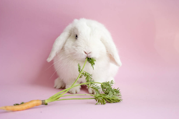 Lovely bunny easter brown rabbit on pink background.Cute fluffy rabbit on pink background with pink carnation flower.1 month old Lovely mammal with beautiful bright eyes in nature life.Animal concept. - 写真・画像