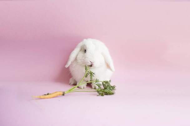 Conejo encantador conejo marrón de Pascua sobre fondo rosado. Lindo conejo esponjoso sobre fondo rosado con flor de clavel rosada. 1 mes de edad Precioso mamífero con hermosos ojos brillantes en la vida natural.
. - Foto, Imagen
