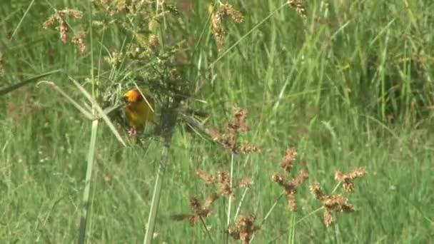 watch a golden weaver bird building his intricate nest - Footage, Video