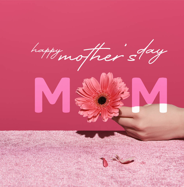 καλλιεργημένη άποψη της γυναίκας κρατώντας ζέρμπερα με πέταλα σε βελούδινο ύφασμα που απομονώνονται σε ροζ, απεικόνιση ημέρα μητέρες - Φωτογραφία, εικόνα