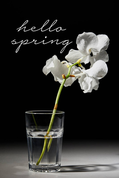 white orchid flower in glass on black background, hello spring illustration - Valokuva, kuva