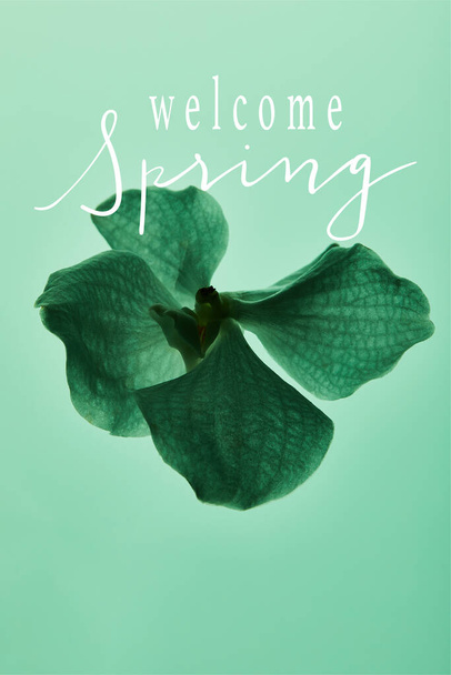 барвиста зелена квітка орхідеї ізольована на зеленому, вітальна весняна ілюстрація
 - Фото, зображення
