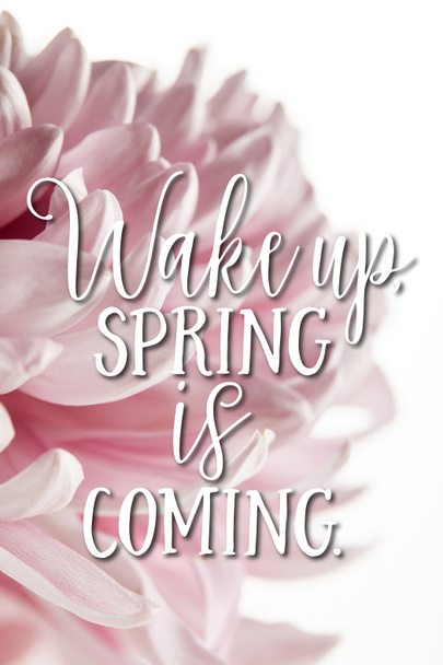 vue rapprochée du chrysanthème rose isolé sur blanc, réveil, le printemps arrive illustration
 - Photo, image
