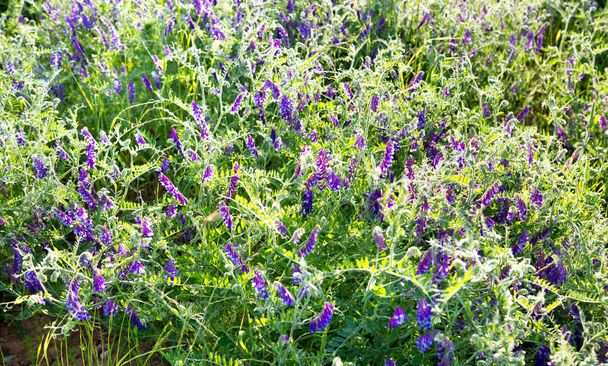 Αρακάς (Vcia crcca) με μοβ λουλούδια στις ακτίνες του ήλιου που δύει. Επιλεκτική εστίαση. Χλωρίδα, λουλούδια, οικολογία. - Φωτογραφία, εικόνα