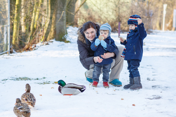 matka i dwóch małych chłopców rodzeństwo karmienie kaczek w zimie. - Zdjęcie, obraz