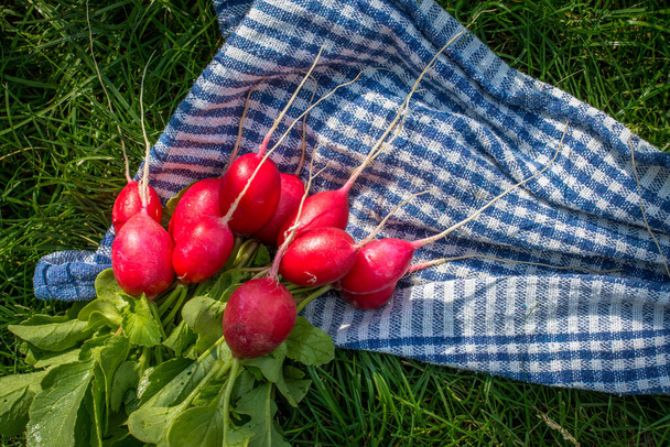 Świeża czerwona rzodkiewka i zielona cebula na zielonej trawie. Widok z góry - Zdjęcie, obraz