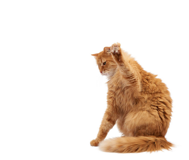 Chat rouge pelucheux adulte mignon assis et levant ses pattes avant, imitation de tenir n'importe quel objet, animal isolé sur un fond blanc - Photo, image