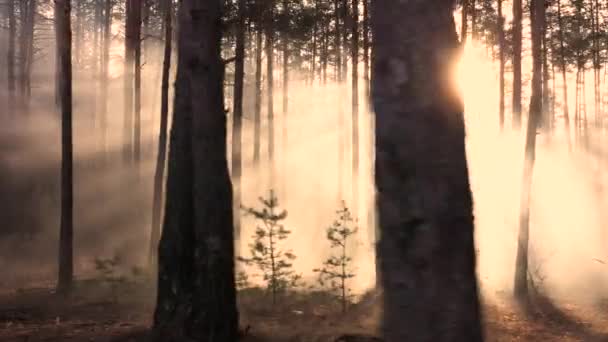 Mistyczny blask w lesie, powolny lot drona, promienie słońca przedostają się przez mgłę. - Materiał filmowy, wideo