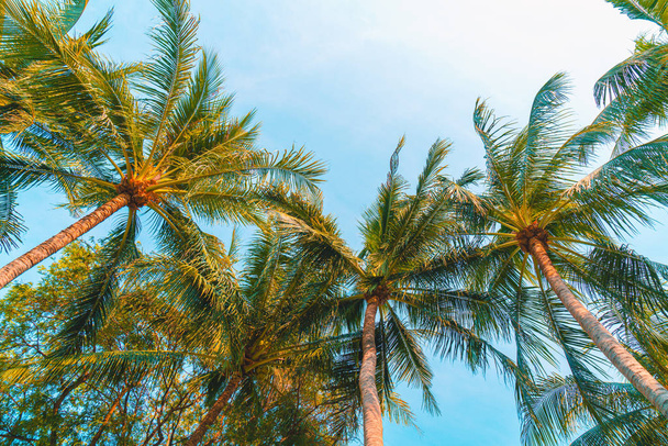 beautiful coconut palm tree with blue sky - Foto, afbeelding