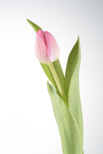Pink tulip on white background - Foto, imagen