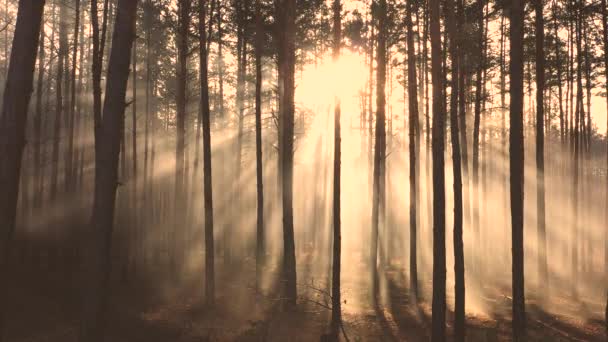 Mystisches Strahlen im Wald, langsamer Flug der Drohne, Sonnenstrahlen bahnen sich ihren Weg durch den Nebel. - Filmmaterial, Video