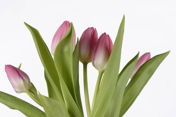 Pink tulips on white background, detail - Foto, imagen