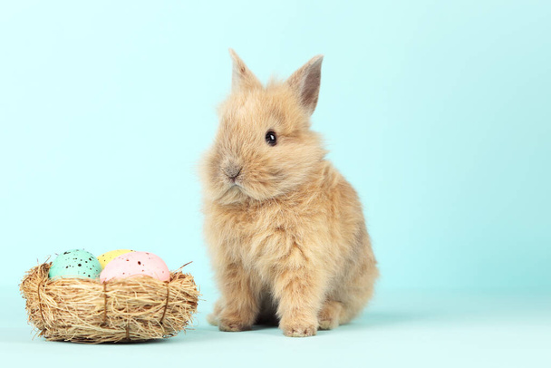 Bunny rabbit with easter eggs in basket on blue background - 写真・画像