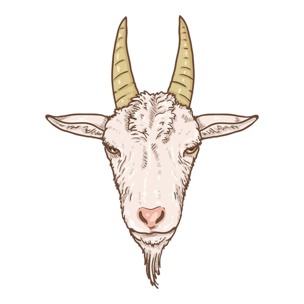 Vector Cartoon White Goat Head. Front View - Vector, Image