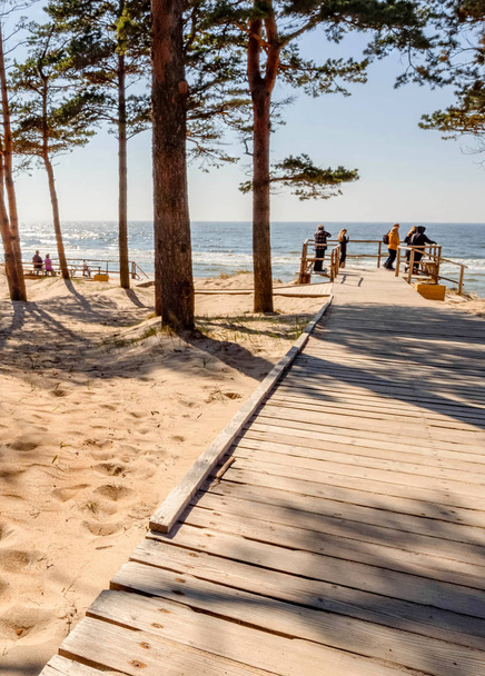 Pine trees in a park on the sandy beach of the Baltic Sea in Palanga, Lithuania - 写真・画像