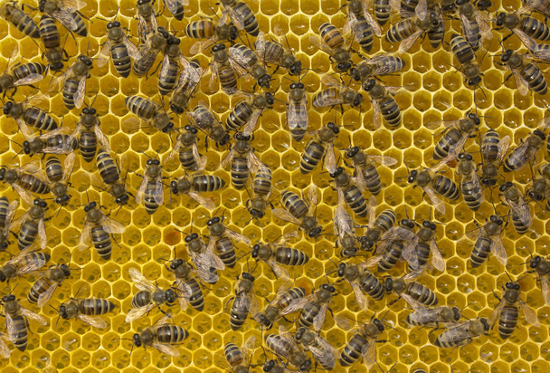 A méhek elfoglaltak a munkával. A nektárból mézet csinálnak.. - Fotó, kép