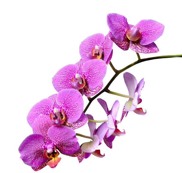 Branch of mauve pink delicate elegant tropical flowers Orchids or Phaleonopsis close up isolated on white background - Photo, Image