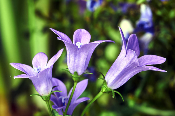dettaglio di fiori viola Campanula o Ringtone
  - Foto, immagini