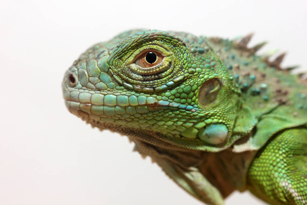 Closeup view of a Central American green iguana - Photo, Image