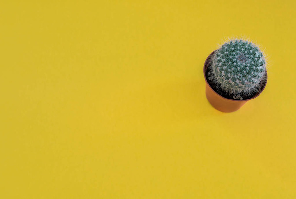 Gyönyörű zöld gömb kaktusz egy edényben elszigetelt élénk sárga háttér másolási hely hozzá szöveg vagy elemek. - Fotó, kép