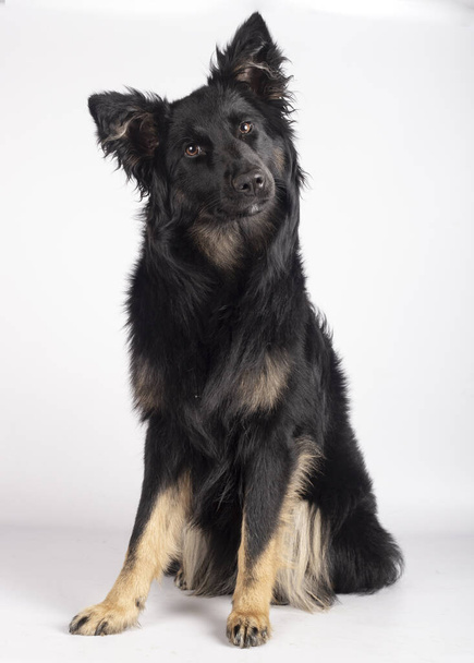 Beautiful 10 month young collie sitting on white background looking at camera with curiosity - 写真・画像