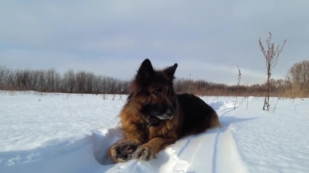Γερμανικό τσοπανόσκυλο βρίσκεται σε μια χιονοστιβάδα σε μια ηλιόλουστη χειμωνιάτικη μέρα - Πλάνα, βίντεο