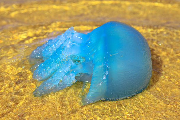 Австралійські блакитні медузи - Фото, зображення