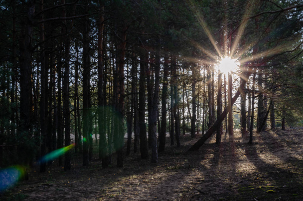 Aurinko paistaa puiden runkojen läpi. Rauhallinen aamunkoitto metsässä yömyrskyn jälkeen. Auringonpannukakkuja linssissä. Oikea kuva. Luonnon idyllisyyksiä. Ilman ihmisiä
. - Valokuva, kuva