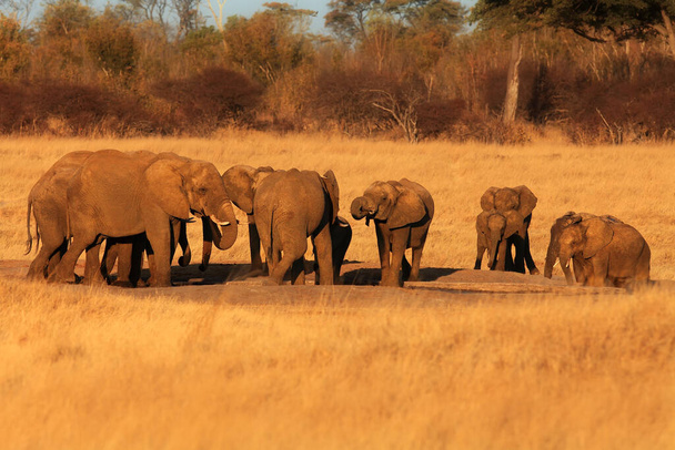 Africký slon keřový (Loxodonta africana) skupina slonů u vodní díry při západu slunce.Pití rodiny slonů u vodní džem uprostřed žluté savany. - Fotografie, Obrázek