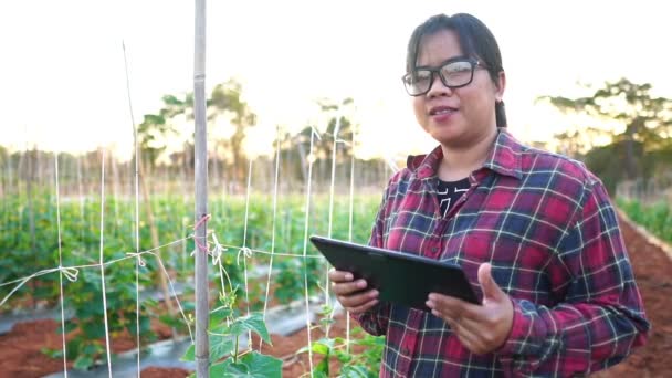 Female farmers in the vegetable garden footage slow motion - Video, Çekim