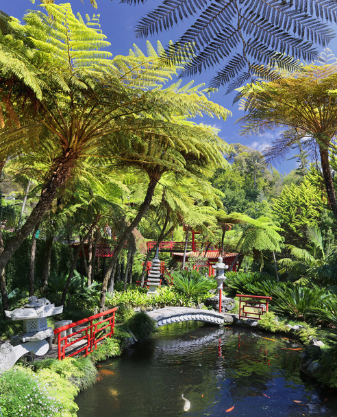 тропічний сад Монте палац Мадейра, Португалія - Фото, зображення