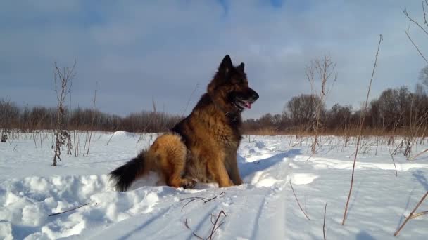 Cão pastor alemão sentado na neve em um dia de inverno
 - Filmagem, Vídeo