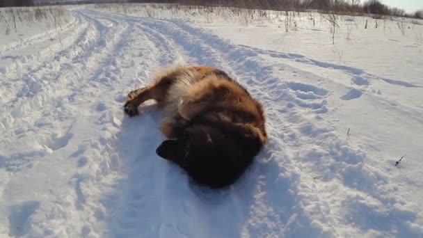 Duitse herder hond ligt op zijn rug in de sneeuw, hond gooien en draaien op zijn rug - Video