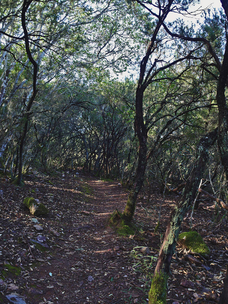 Monfrague 'ın Kırmızı Yolu' ndaki Akdeniz ormanının tüm çalılıkları. - Fotoğraf, Görsel