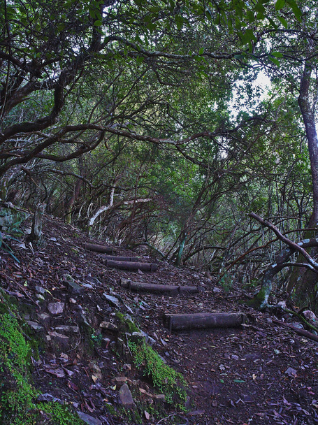All the thickets of the Mediterranean jungle on the Red Route of Monfrague - Photo, Image