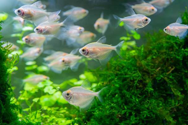 krásné rybičky plavající ve vodě z akvária - Fotografie, Obrázek