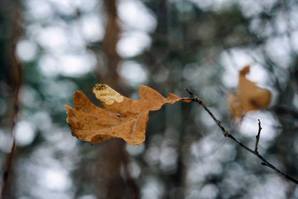 Ξηρό καφέ φύλλο βελανιδιάς στο χειμερινό δάσος, θολή φόντο. - Φωτογραφία, εικόνα