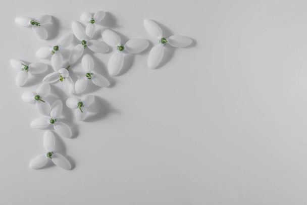 Snowdrop flowers are on a gray background. - Valokuva, kuva