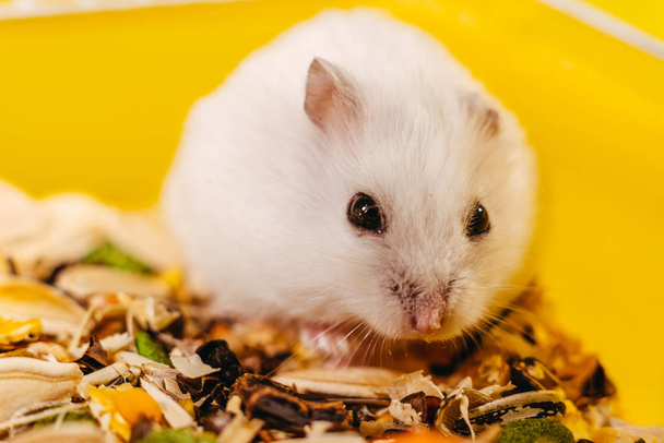 Hamster. A hamster sits in a cage for a hamster. - Photo, Image