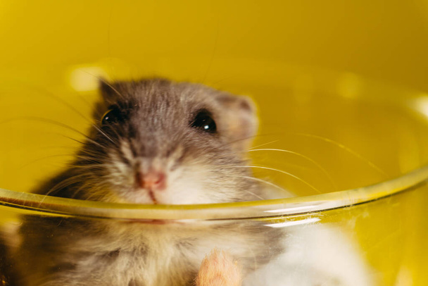Hamster. Portrait of a hamster that sits in a transparent cup. - Photo, Image