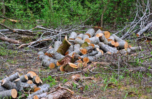 Vasta leikattu polttopuut kasaan maahan
 - Valokuva, kuva